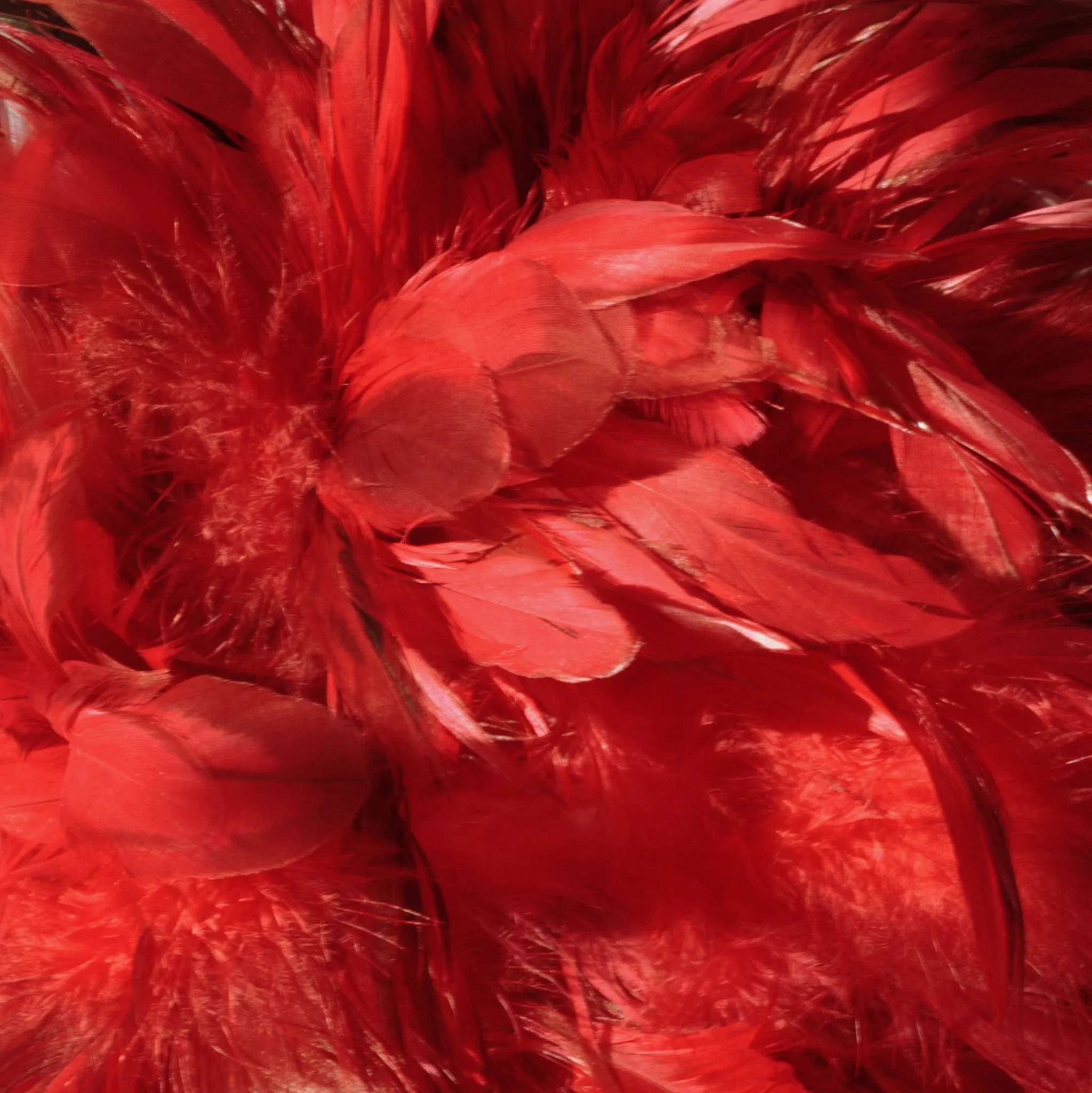 Rooster Feather Boa