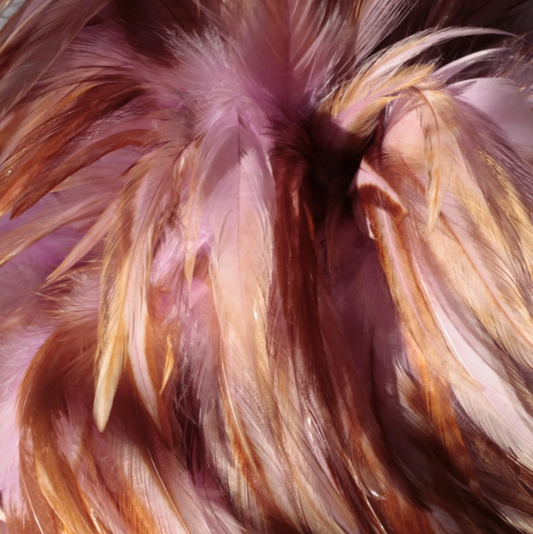 Rooster Feather Boa