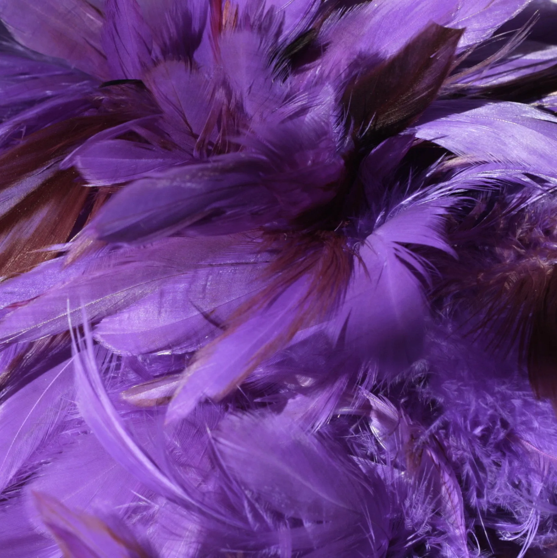 Rooster Feather Boa