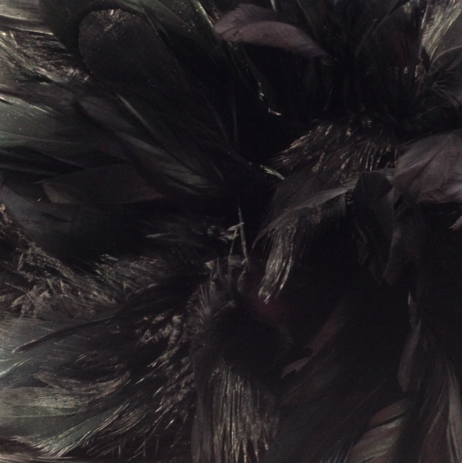 Rooster Feather Boa