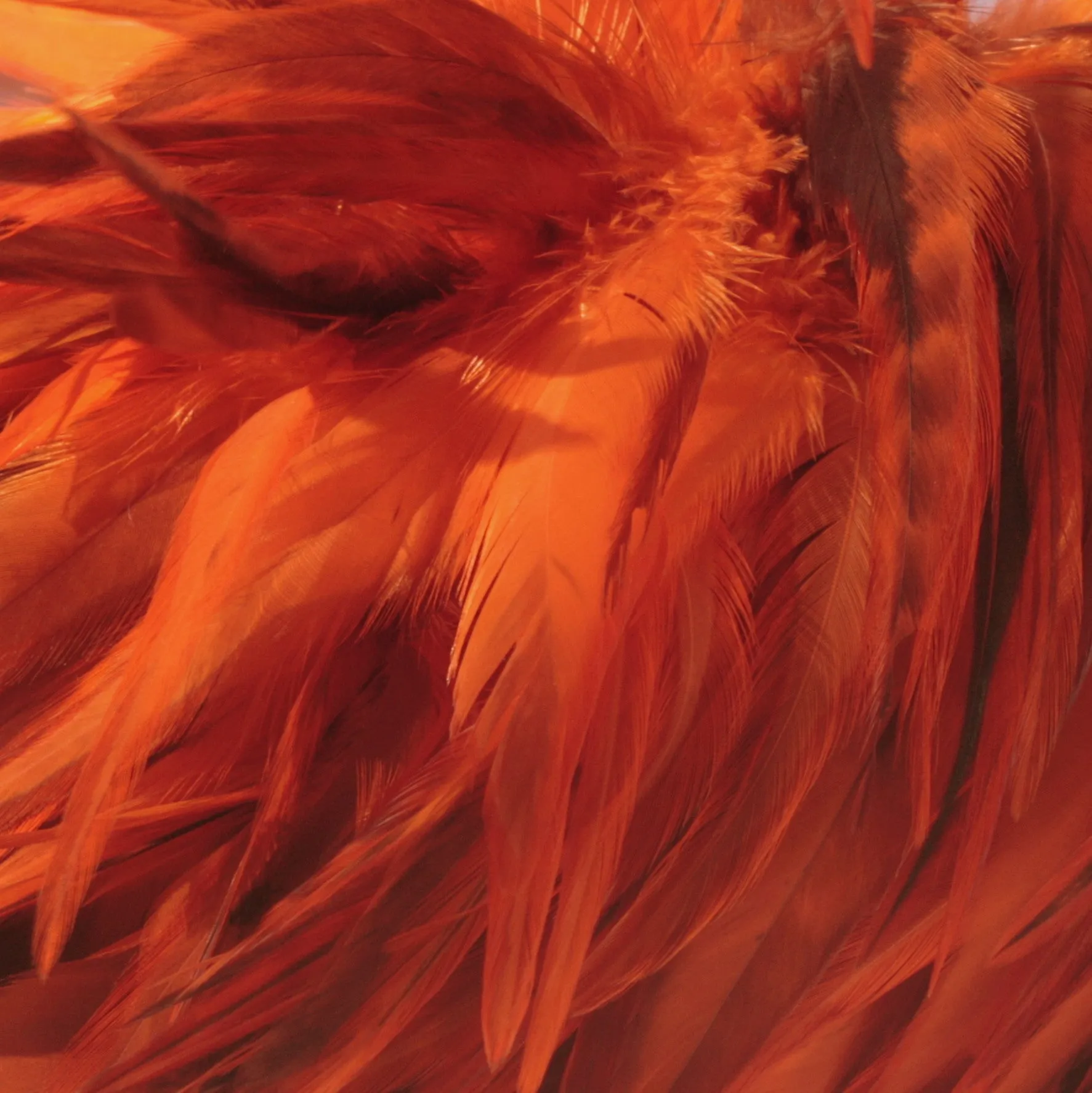 Rooster Feather Boa